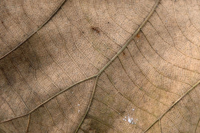 Full frame shot of dry leaf