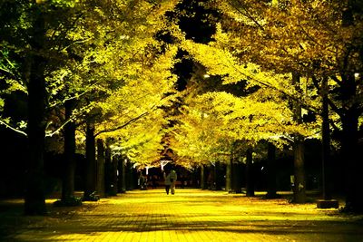 People walking on footpath in park