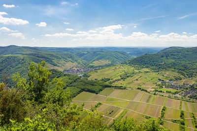 Beautiful, ripening vineyards in the spring season in western germany, visible forest growing.