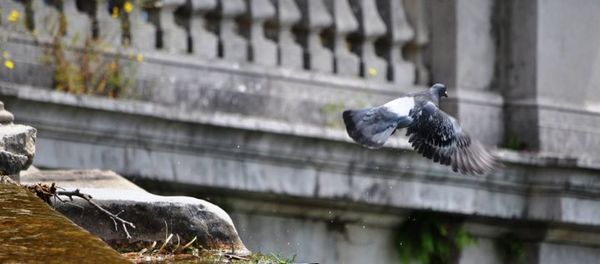 Close-up of bird perching on wall