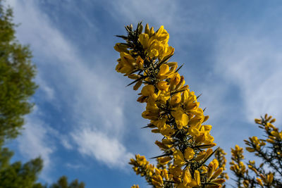 Low angle view of yellow flowering plant against sky