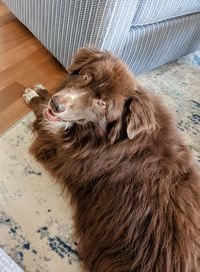 High angle view of dog relaxing on floor