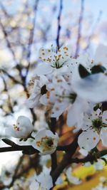 Close-up of white flowering plant