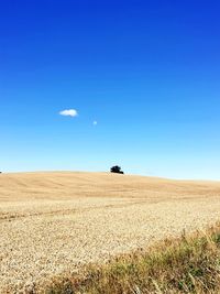 Scenic view of agricultural field against clear blue sky