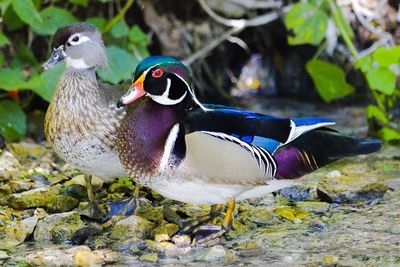 Close-up of bird