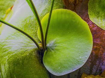 Close-up of green leaf