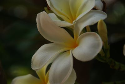 Close-up of frangipani plant 