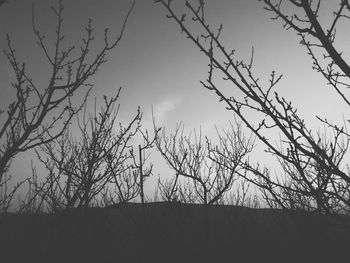 Low angle view of bare trees against sky