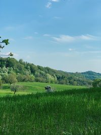 Scenic view of agricultural field against sky