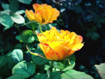 Close-up of yellow rose