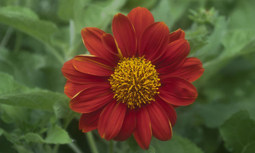 Close-up of fresh red flower