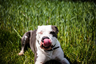 Dog on field