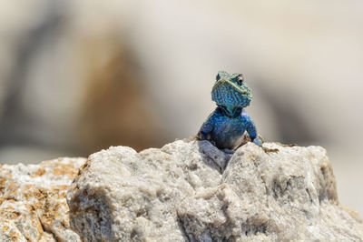 Close-up of lizard on rock