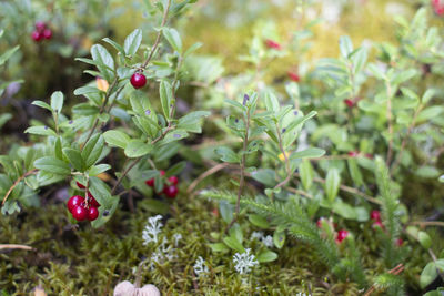 Close-up of berries growing on plant