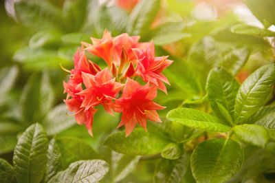 Close-up of flowers blooming outdoors