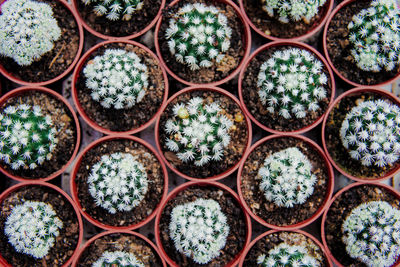 Selective focus close-up top-view shot on golden barrel cactus echinocactus grusonii cluster.