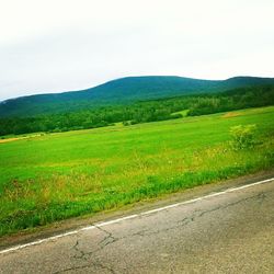 Scenic view of grassy field against sky