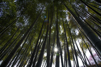 Low angle view of bamboo trees in forest