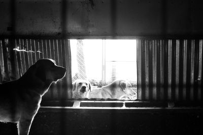 View of a dog looking through window