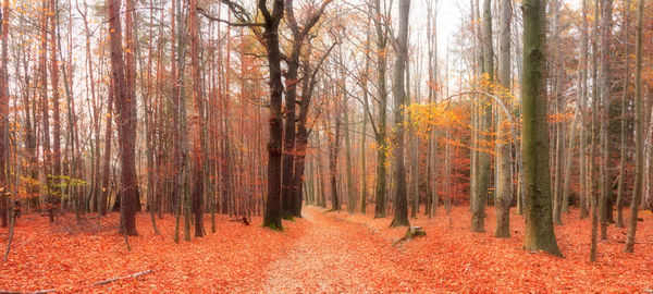 Trees in forest during autumn