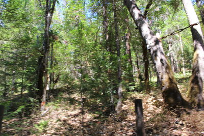 Pine trees in forest