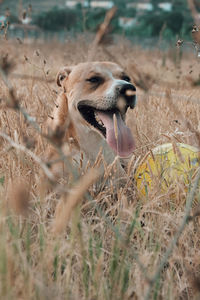 Dog in a field