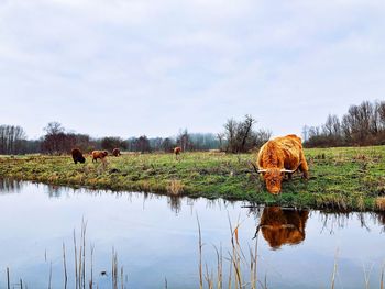 Cows grazing on field against sky