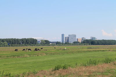 Scenic view of field against clear sky