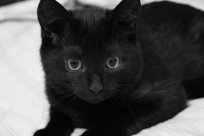 Close-up portrait of black cat