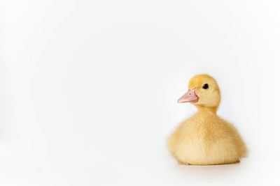 Close-up of duckling against white background