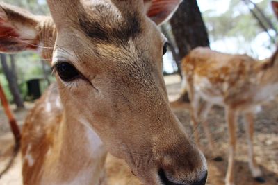 Close-up of cow