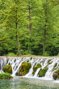 Scenic view of waterfall in forest