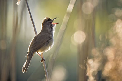 Close-up of a bird