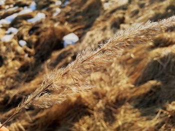 Close-up of wheat field