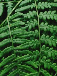 Fern in the siberian forest