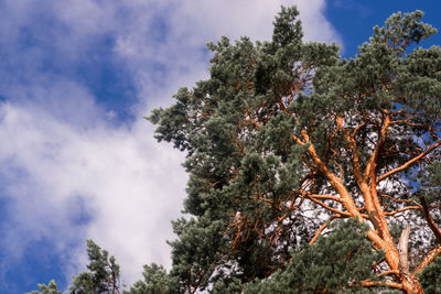 Low angle view of trees against sky