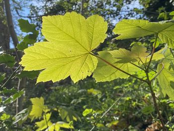 Close-up of autumnal leaves