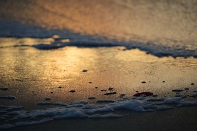 Close-up of crab on sand at beach