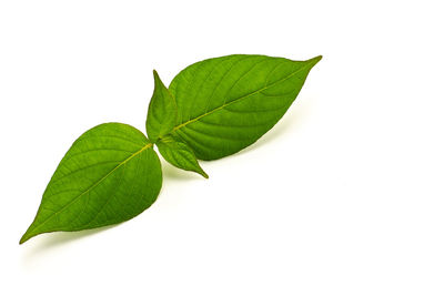 Close-up of leaves against white background