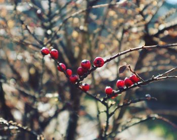 Close-up of berries on tree