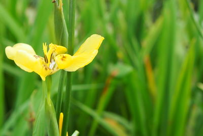 Close-up of yellow flowering plant