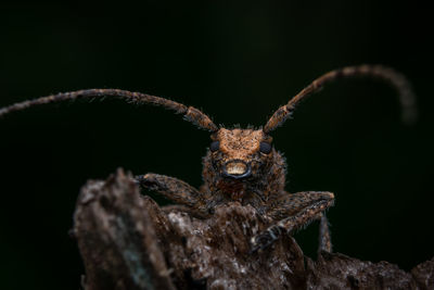 Close-up of insect