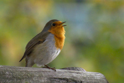 Close-up of bird perching on wood