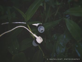 High angle view of plants