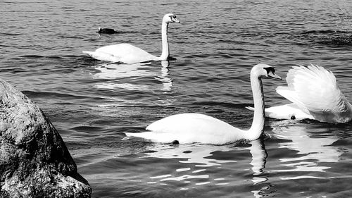 Swan swimming in lake