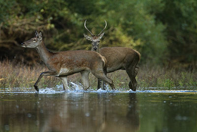 Deers in sidebranch of the drava river