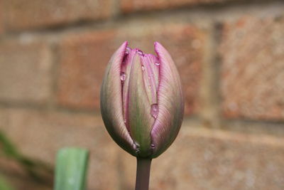 Close-up of pink flower