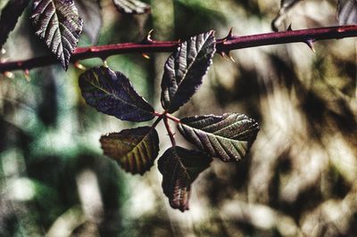 Close-up of leaves on twig