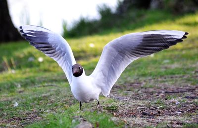 Close-up of bird flying over lake