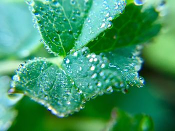 Close-up of water drops on leaves